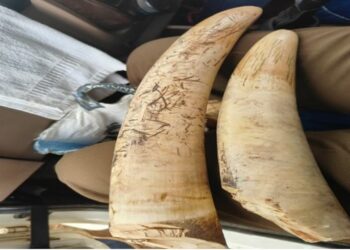 ହାତୀ ଦାନ୍ତ ଜବତ, ୪ ଗିରଫ