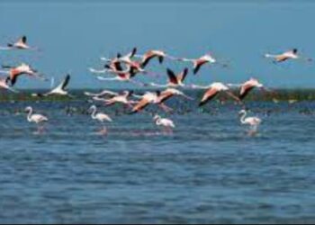 ଚିଲିକାରେ ପକ୍ଷୀ ଗଣନା