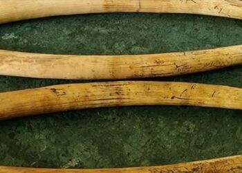 ହାତୀଦାନ୍ତ ଜବତ, ୩ ଗିରଫ