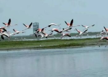 ହୀରାକୁଦରେ ପକ୍ଷୀ ଗଣନା