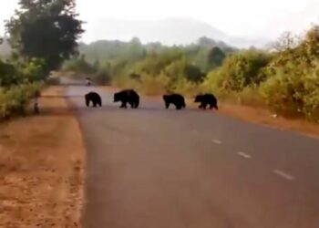 ଗାଁରେ ଭାଲୁ ଆତଙ୍କ, ଲୋକେ ଭୟଭୀତ