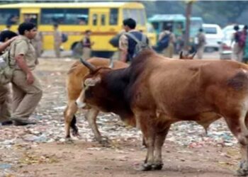 ଷଣ୍ଢ ଆକ୍ରମଣରେ ବୃଦ୍ଧ ମୃତ