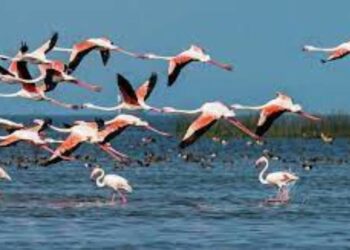 ହୀରାକୁଦରେ ୨୦ ପ୍ରଜାତିର ନୂଆ ପକ୍ଷୀ