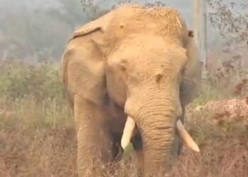 କ୍ଷତାକ୍ତ ଦନ୍ତାକୁ ଟ୍ରାଙ୍କୁଲାଇଜ