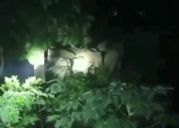 ହାତୀପଲଙ୍କ ଉତ୍ପାତ