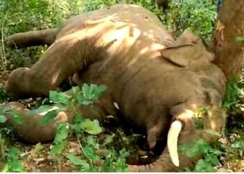 ଜଙ୍ଗଲରେ ଦନ୍ତାହାତୀର ମୃତଦେହ ଠାବ