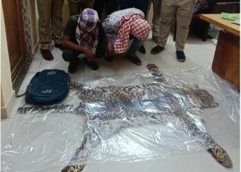 ବାଘ ଛାଲ ଡିଲ ବେଳେ ମାଡି ବସିଲା ବନବିଭାଗ