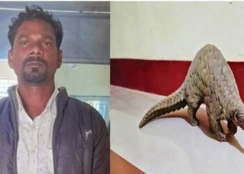 STF ପଞ୍ଝାରେ ବଜ୍ରକାପ୍ତା ଚୋରାଚାଲାଣକାରୀ