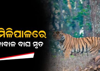 ଶିମିଳିପାଳରେ ମହାବାଳ ବାଘ ମୃତ