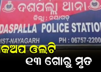 ପିକଅପ ଓଲଟି ୧୩ ଗୋରୁ ମୃତ