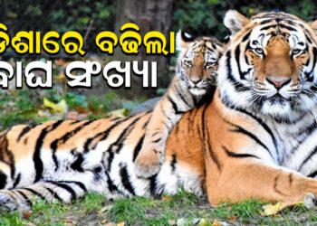 ଓଡିଶାରେ ବଢିଲା ବାଘ ସଂଖ୍ୟା