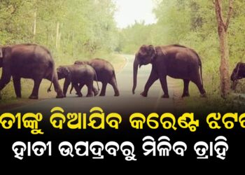 ହାତୀ ଉପଦ୍ରବ ରୋକିବାକୁ ବନବିଭାଗର କରେଣ୍ଟ ଝଟକା