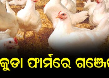 କୁକୁଡା ଫାର୍ମରେ ଗଞ୍ଜେଇ