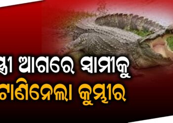 କେନ୍ଦ୍ରାପଡାରେ କୁମ୍ଭୀର ଆତଙ୍କ, ସ୍ତ୍ରୀ ଆଗରେ ସ୍ୱାମୀକୁ ଟାଣିନେଲା କୁମ୍ଭୀର