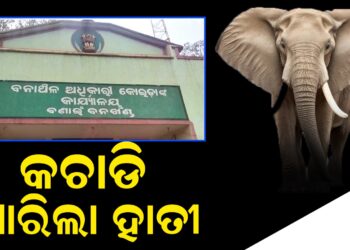 କଚାଡି ମାରିଲା ହାତୀ