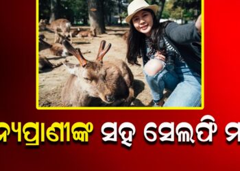ବନ୍ୟପ୍ରାଣୀଙ୍କ ସହ ସେଲଫି ମନା