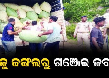   କାଜୁ ଜଙ୍ଗଲରୁ ଗଞ୍ଜେଇ ଜବତ