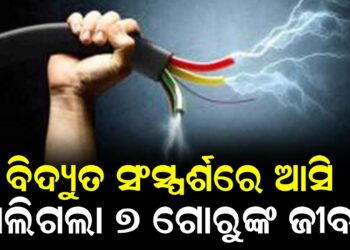 ବିଦ୍ୟୁତ ସଂସ୍ପର୍ଶରେ ଆସି ଚାଲିଗଲା ୭ ଗୋରୁଙ୍କ ଜୀବନ