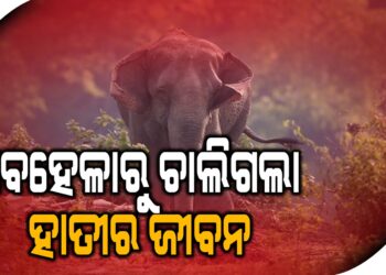 ବନ ବିଭାଗର ଅବହେଳା, ଜୀବନ ହାରିଲା ଦନ୍ତା