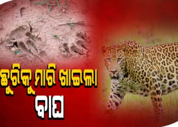 ବାଛୁରିକୁ ମାରି ଖାଇଲା ବାଘ