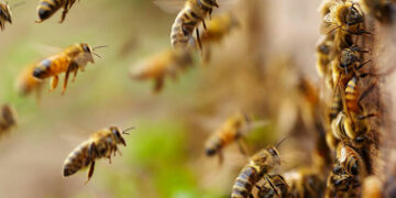 ମହୁମାଛି ଆକ୍ରମଣରେ ୧୫ରୁ ଅଧିକ ଆହତ