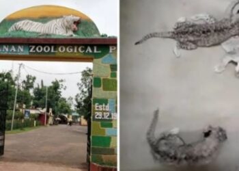 ନନ୍ଦନକାନନରେ ୪ ସିଂହ ଶାବକ ଜନ୍ମ, ସିଂହ ସଂଖ୍ୟା ୨୫କୁ ବୃଦ୍ଧି