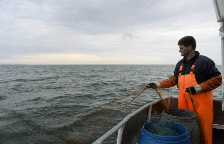 Fisherman Thomas Koldevitz pulls in his fishing nets on board of his boat "Seeadler" (Eagle) as he trawls the Baltic Sea with his son along the island Ruegen, northern Germany, early morning on August 20, 2013. On seven days a week they catch - depending on the season - herring, cod, flounder, turbot, perch, pike, perch and eel to supply the local restaurants. AFP PHOTO /CHRISTOF STACHE        (Photo credit should read CHRISTOF STACHE/AFP/Getty Images)