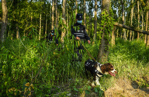 (200626) -- CHANGCHUN, June 26, 2020 (Xinhua) -- Sniffer dog "Hei Sa" and its instructor Jiang Feng carry out a patrol mission in Baishan, northeast China's Jilin Province, June 22, 2020. Sniffer dog "Hei Sa" has stayed with its instructor Jiang Feng for half a year. While off duty, "Hei Sa" is an adorable springer spaniel. However, when it comes to drug detection missions, it will turn into a black and valiant warrior as its name in Chinese suggests.   Together with ten other police dogs and their trainers, "Hei Sa" works for the first anti-riot and drug-detecting police dog squad in the borderlands of Baishan. The major tasks of the squad include drug-detection, patrol, tracking and examining suspicious items.   The police dogs have gone through intensive training under their instructors and become reliable canine comrades in multiple border missions. (Xinhua/Xu Chang)