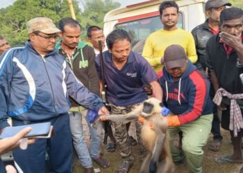 ୨ ଦିନ କସରତ ପରେ କାବୁହେଲା ଦୁର୍ଦ୍ଦାନ୍ତ ହନୁ
