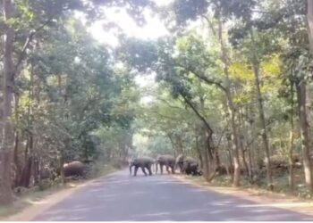 ହାତୀପଲ ଦେଖି ଲାେକେ ଛାନିଆଁ