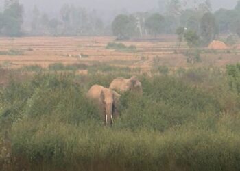 ଗାଁ ଭିତରେ ଦୁଇ ଦନ୍ତାଙ୍କ ଉତ୍ପାତ
