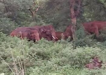 କରଞ୍ଜିଆ ବନଖଣ୍ଡରେ ହାତୀ ଆତଙ୍କ, ଭୟଭୀତ ସ୍ଥାନୀୟ ଲୋକ