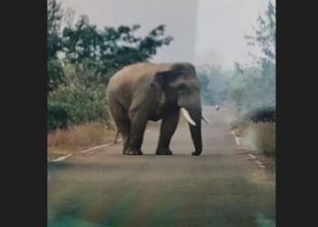 older elephant mahendra dies at similipal :ପୋଷା ହାତୀ “ମହେନ୍ଦ୍ର”ର ଚାଲିଗଲା ଜୀବନ