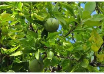 ଜାଣନ୍ତୁ ବେଲପତ୍ରର ଉପକାରିତା ବିଷୟରେ, ସ୍ୱାସ୍ଥ୍ୟ ପାଇଁ କେତେ ଲାଭଦାୟକ ?