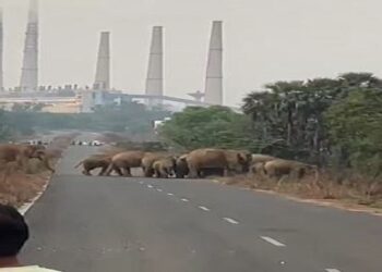 ରାସ୍ତା ଉପରେ ହାତୀପଲ, ସ୍ଥାନୀୟ ଲୋକେ ଭୟଭୀତ