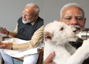 ବନତାରାରେ ସିଂହ ଛୁଆ ସହ ଖେଳିଲେ ମୋଦି