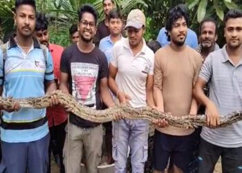 ମାଛ ଜାଲରେ ପଡିଲା ୮ ଫୁଟର ଅଜଗର