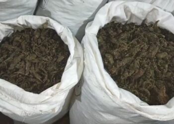 ଚାରା ବୋଝେଇ ଟ୍ରକରୁ ଗଞ୍ଜେଇ ଜବତ, ଜଣେ ଗିରଫ