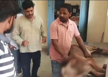 ବାଛୁରୀ ଆଖି ଫୋଡିଦେଲା ନିଶାଡି