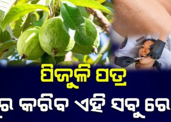 ପିଜୁଳି ପତ୍ର ଦୂର କରିିବ ଏହି ସବୁ ରୋଗ………