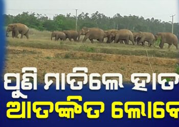 ପୁଣି ମାତିଲେ ହାତୀ : ଆତଙ୍କିତ ଲୋକେ