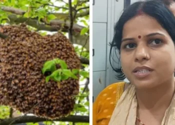ସାବିତ୍ରୀ ବ୍ରତ ବେଳେ ଦଂଶିଲା ମହୁମାଛି