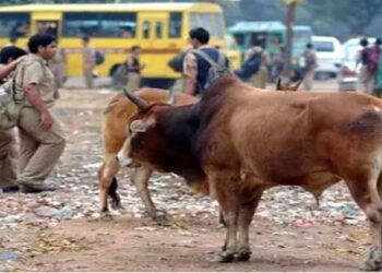 ଷଣ୍ଢ ଆକ୍ରମଣ : ଜଣଙ୍କର ଚାଲିଗଲା ଜୀବନ , ୨ ଗୁରୁତର