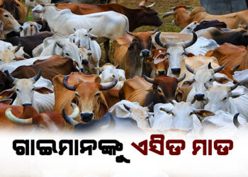 ବାଡ ଭାଙ୍ଗି ଗାଇ ଓ ବାଛୁରୀ ବାଡି ଭିତରେ ପଶିବାରୁ ଏସିଡ ମାଡ