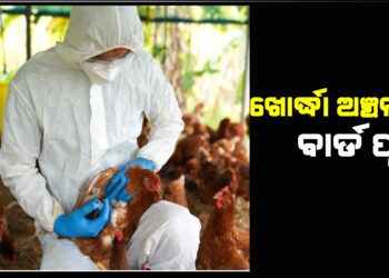 ଖୋର୍ଦ୍ଧା ଅଞ୍ଚଳରେ ବ୍ୟାପୁଛି ବାର୍ଡ ଫ୍ଲୁ
