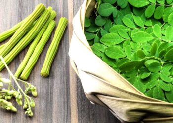 ସଜନା ଶାଗରେ ରହିଛି ଅନେକ ଔଷଧୀୟ ଗୁଣ, ଡାଏବେଟିସ ଓ ବ୍ଲଡ ପ୍ରେସର ପାଇଁ ଉପଯୋଗୀ