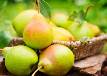 ଓଜନ ହ୍ରାସ କରେ ନାସପାତି ! ଜାଣନ୍ତୁ ଏହାର ଜବରଦସ୍ତ ଫାଇଦା