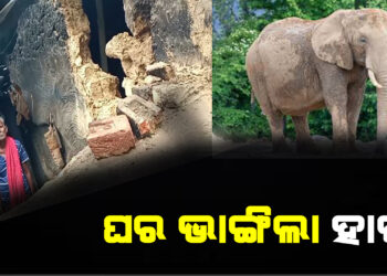 ଘର ଭାଙ୍ଗିଲା ହାତୀ , ଭୟଭୀତ ଲୋକେ
