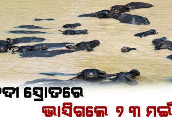 ନଦୀ ସ୍ରୋତରେ ଭାସିଗଲେ ୭୩ ମଇଁଷି