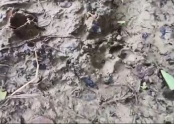 ପିପିଲିରେ ଅଜଣା ଜନ୍ତୁ ଆତଙ୍କ